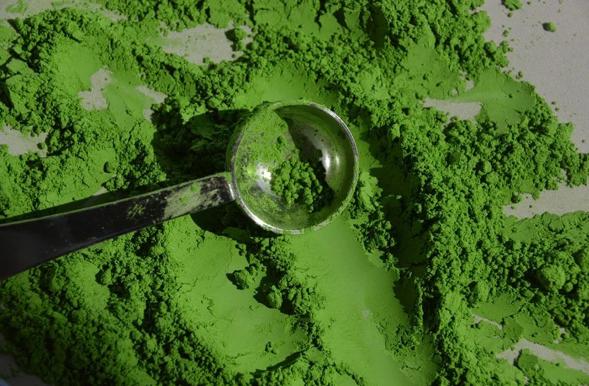 Cuillère doseuse posée dans la poudre de matcha